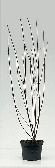 Cornus alba ’Elegantissima’