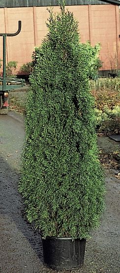 Thuja occidentalis ’Smaragd’
