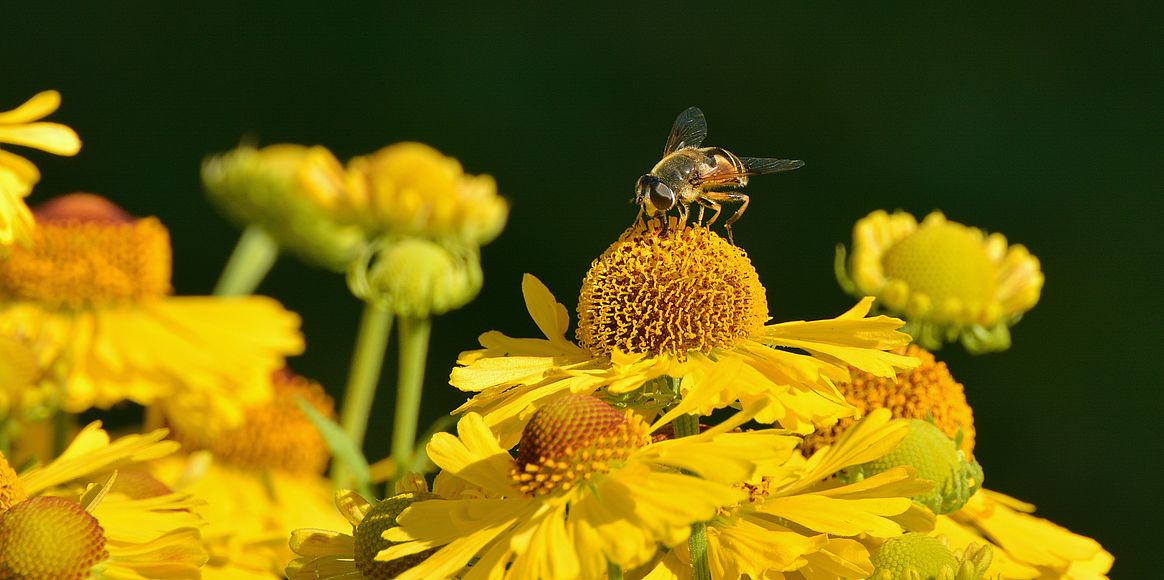 Sonnenbraut (Helenium)
