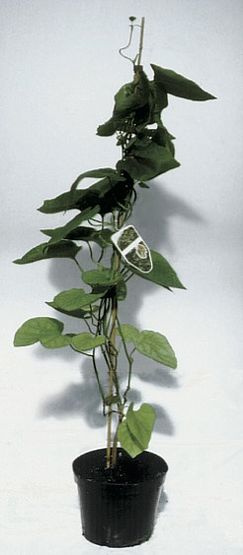 Aristolochia macrophylla