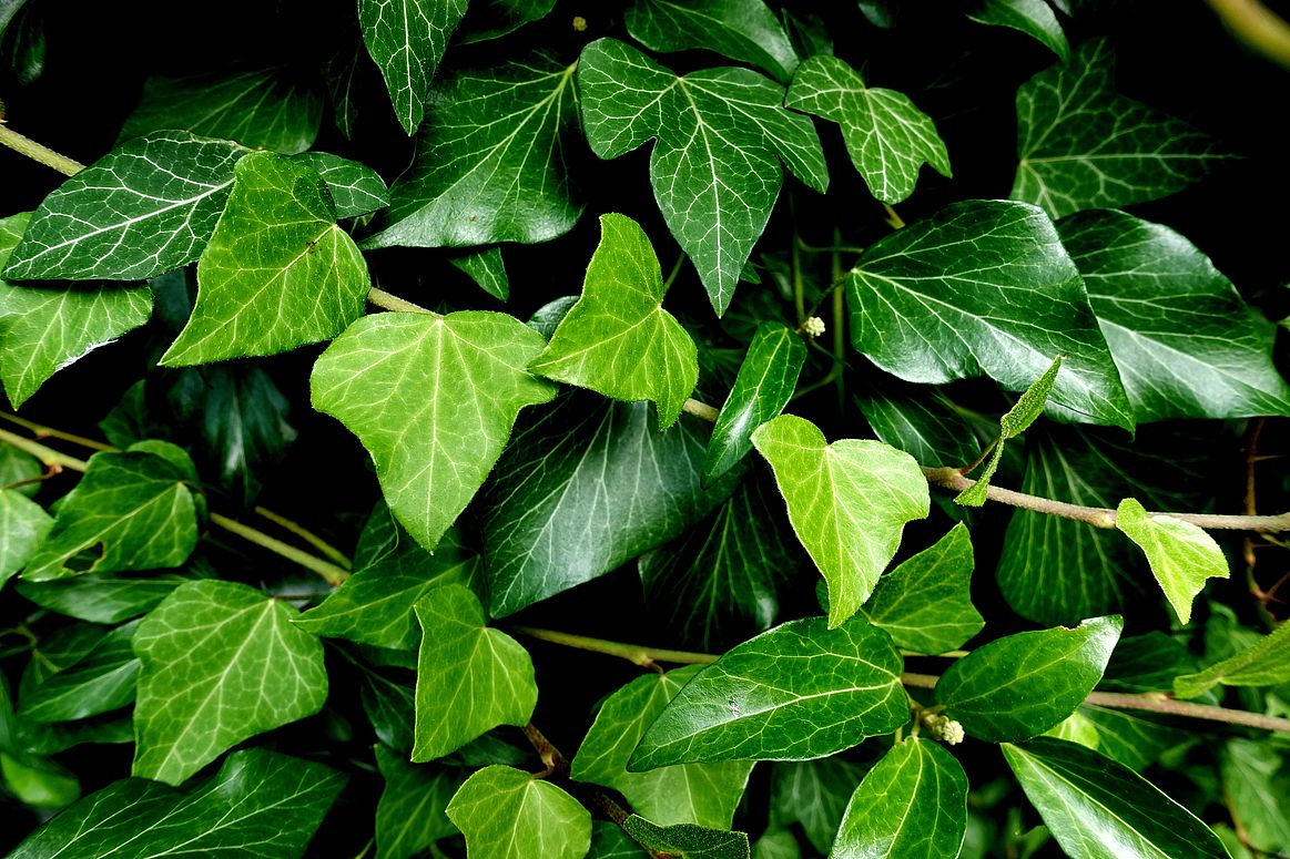 Efeu (Hedera)