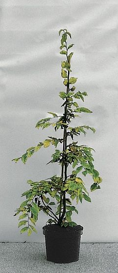 Carpinus betulus