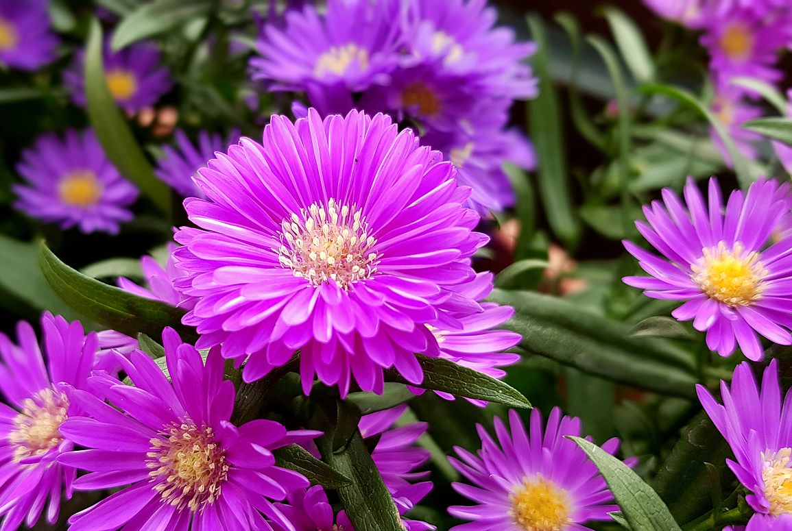 Herbstaster (Aster ageratoides)