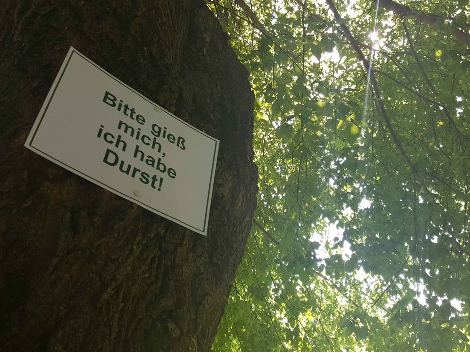 An heißen Sommertagen muss man besonders auf seinen Flüssigkeitshaushalt achten und reichlich Wasser trinken – so die gängige Empfehlung. Das gilt nicht nur für Mensch und Tier sondern auch für Bäume. Denn anhaltende Hitze und Trockenheit macht auch Bäumen zu schaffen: An heißen Tagen brauchen Bäume wesentlich schneller ihre Wasserreserven auf. Junge Bäume sind dabei besonders betroffen, denn sie haben weniger Wasserreserven als ausgewachsene Laubbäume, auf die sie zurückgreifen können.