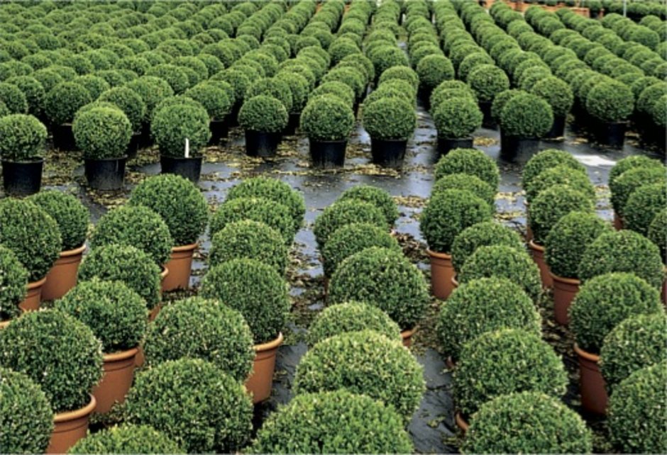 Geschnittene Formpflanzen