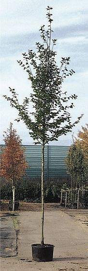 Carpinus betulus