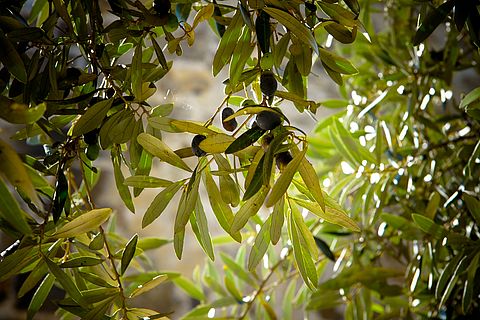 Erster Xylella-Fund in Belgien | Bund deutscher Baumschulen e.V.