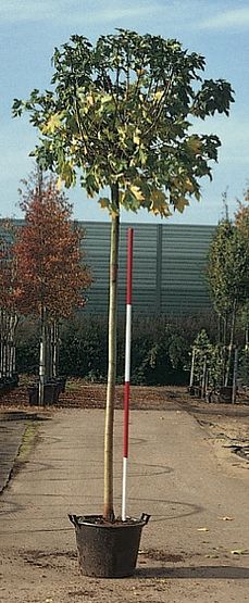 Acer platanoides ’Globosum’