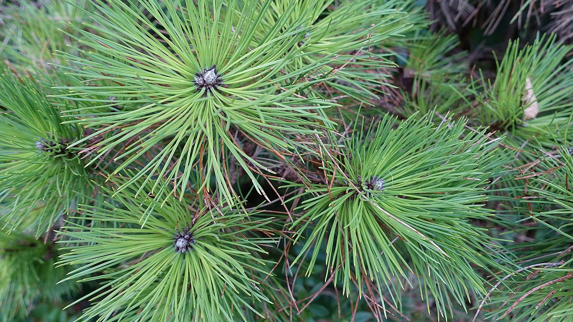 Schwarzkiefer (Pinus nigra)