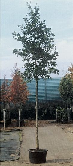 Quercus robur ’Select’
