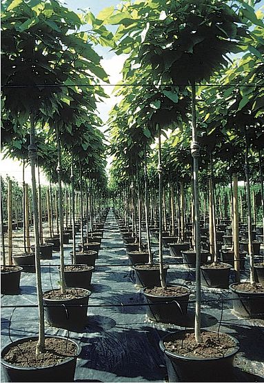 Anzuchtquartier mit Catalpa bignonioides ’Nana’