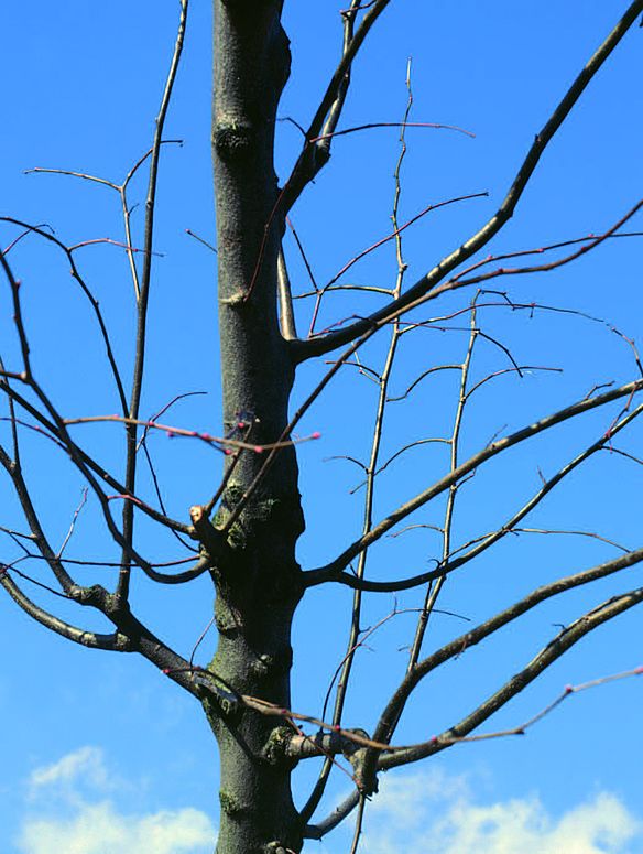 Natürliche Variationsbreite