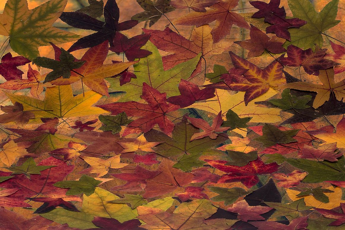 Amberbaum (Liquidambar styraciflua)