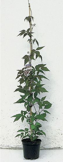 Clematis montana rubens