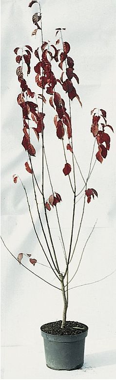 Prunus cerasifera ’Nigra’,