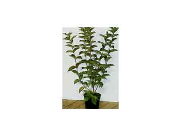 Weigela ’Bristol Rub...