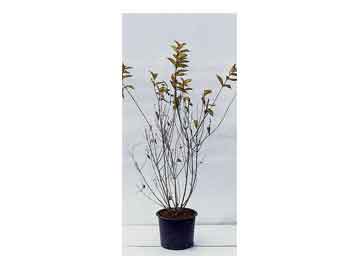 Weigela florida ’Nan..