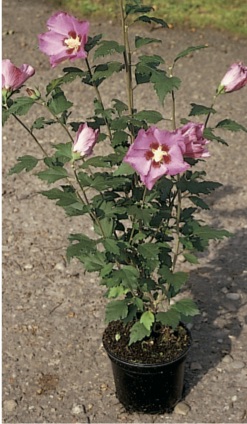 Hibiscus ’Maike’