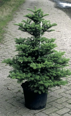 Abies koreana