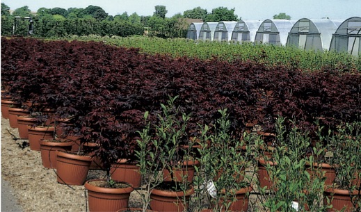 Acer palmatum ’Atropurpureum’ 