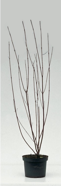 Cornus alba ’Elegantissima’