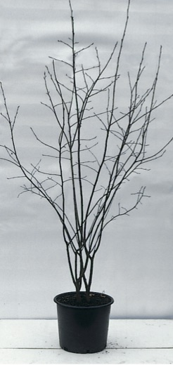 Amelanchier lamarkii, Sol.