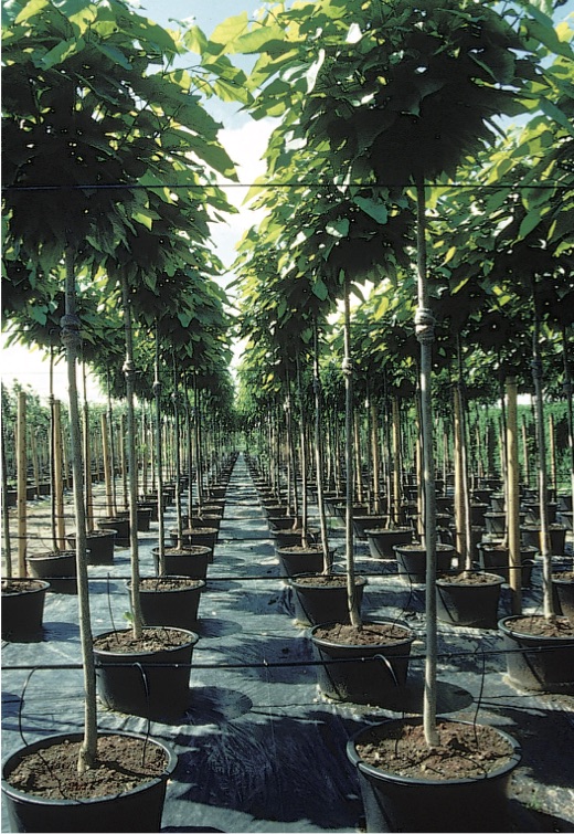 Anzuchtquartier mit Catalpa bignonioides ’Nana’