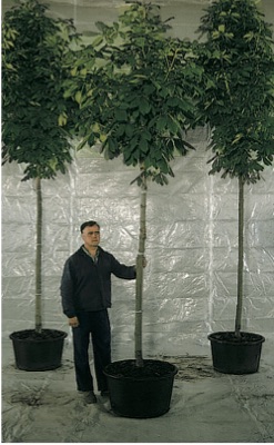 Aesculus hippocastanum ’Baumannii’