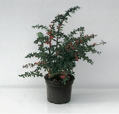 Berberis frikartii ’Verrucandi’