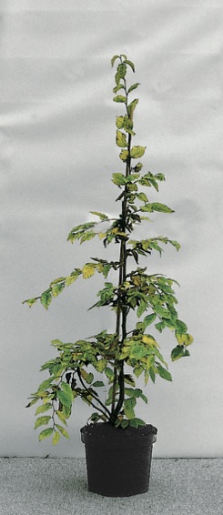 Carpinus betulus