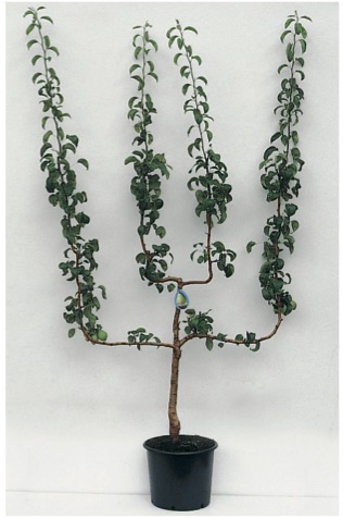 Birne, doppelte U-Form