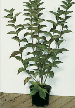 Weigela ’Bristol Ruby’