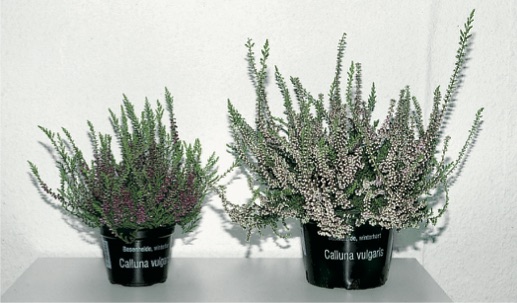 Calluna vulgaris