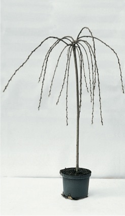 Salix caprea ’Pendula’