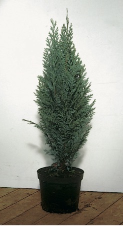 Chamaecyparis lawsoniana ’Columnaris’