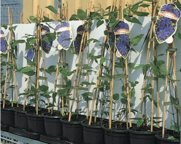 Clematis-Hybriden mit 3 Stäben