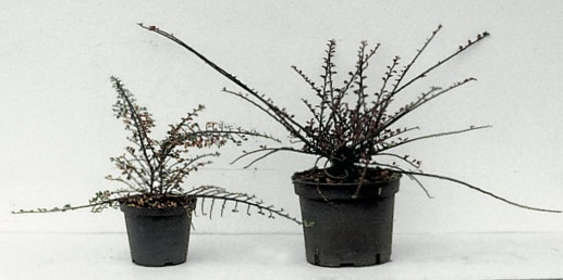 Cotoneaster horizontalis