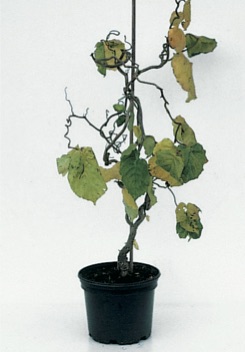 Corylus avellana ’Contorta’, 