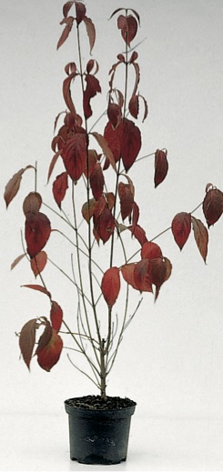 Cornus kousa chinensis