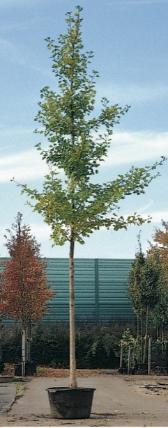 Ginkgo biloba