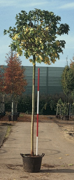 Acer platanoides ’Globosum’