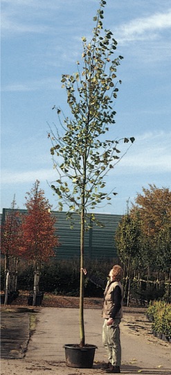 Tilia cordata ’Greenspire’
