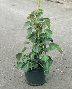 Hedera helix ’Arborescens’