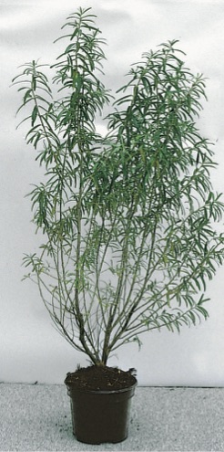 Hippophae rhamnoides