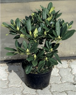 Großblumige Hybride