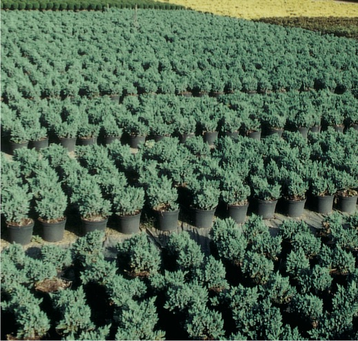 Juniperus squamata ’Blue Star’