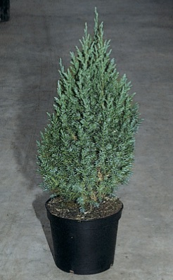 Juniperus chinensis ’Stricta’