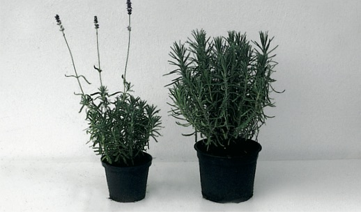 Lavandula ang. ’Hidcote’