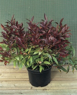 Leucothoe ’Scarletta’