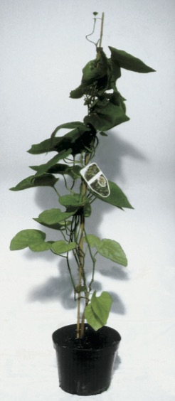 Aristolochia macrophylla